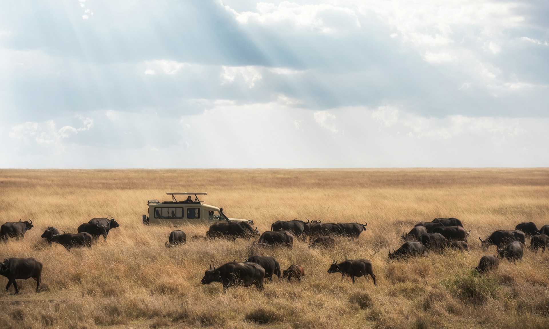 Migration des gnous
